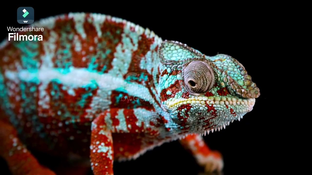 Amaging creature