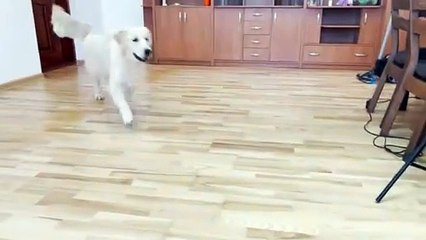 Golden Retriever Meets New Tiny Kitten For The First Time.