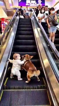 Loyal dog protects little master.
