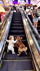 Loyal dog protects little master.