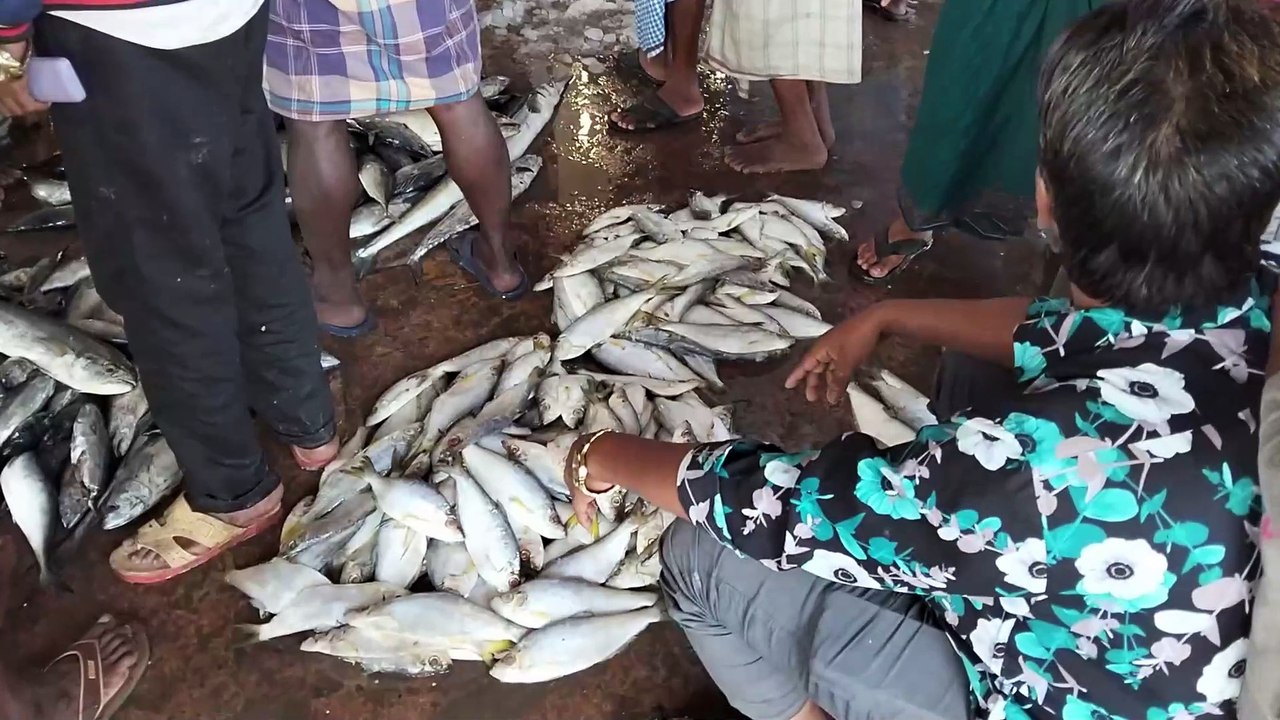 🌊🐟 **Exploring the Fresh Catch: Indian Ocean Fish Market by the Seaside** 🐟🌊