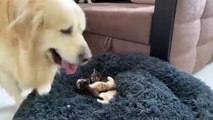 Golden Retriever Reacts to Tiny Kittens in his Bed.