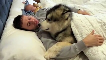The Cutest Thing You'll See Today! Giant Husky Guards Baby!!