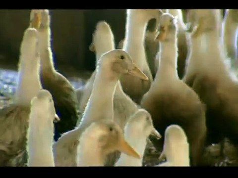 Cazadores de Mitos T1 - C8