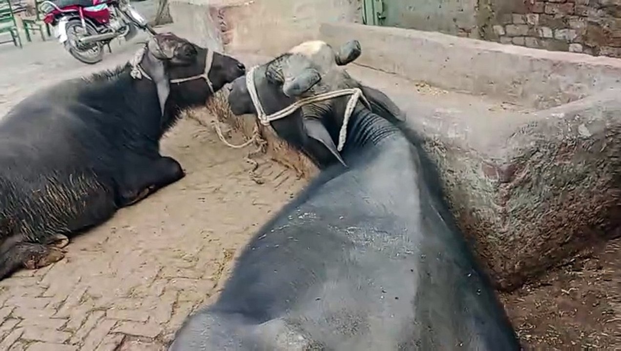 Cow