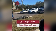تمساح ضال في شوارع فلوريدا