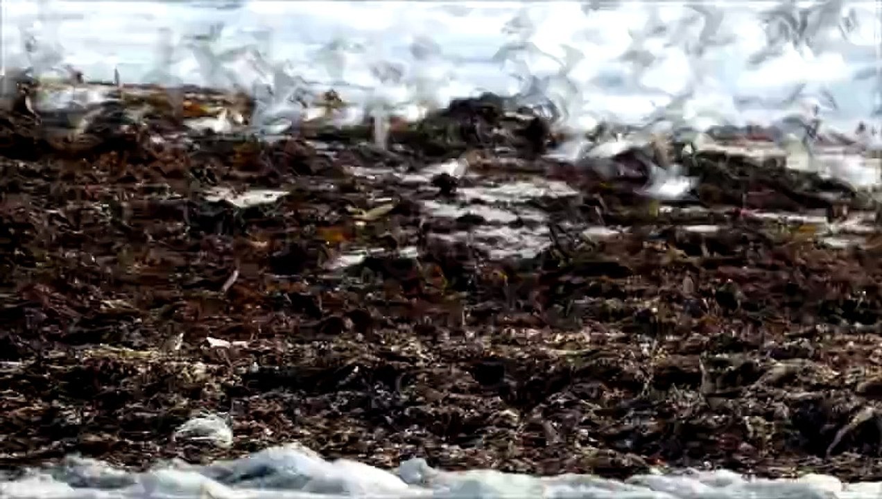 bécasseau sanderling filmé en bretagne