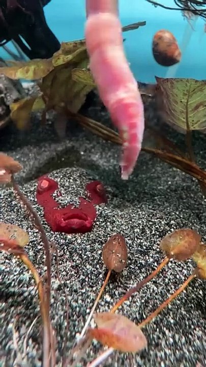 Beautiful Red Fish amazing video of 2025