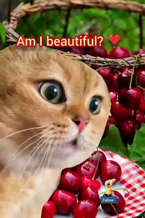 Funny cat videos 😹 happy new year 2025