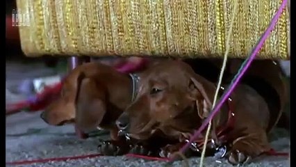 Quatre bassets pour un danois (1966) - Bande annonce