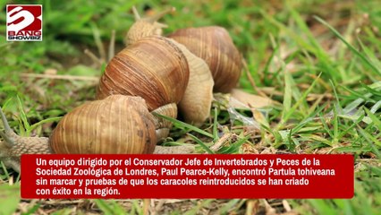Regresan a su hábitat natural a más de 6.000 caracoles 'extintos' en la Polinesia Francesa