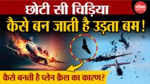 छोटी सी चिड़िया कैसे बन जाती है उड़ता बम? बन सकती है प्लेन क्रैश का कारण!