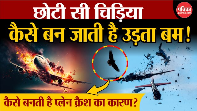 छोटी सी चिड़िया कैसे बन जाती है उड़ता बम? बन सकती है प्लेन क्रैश का कारण!