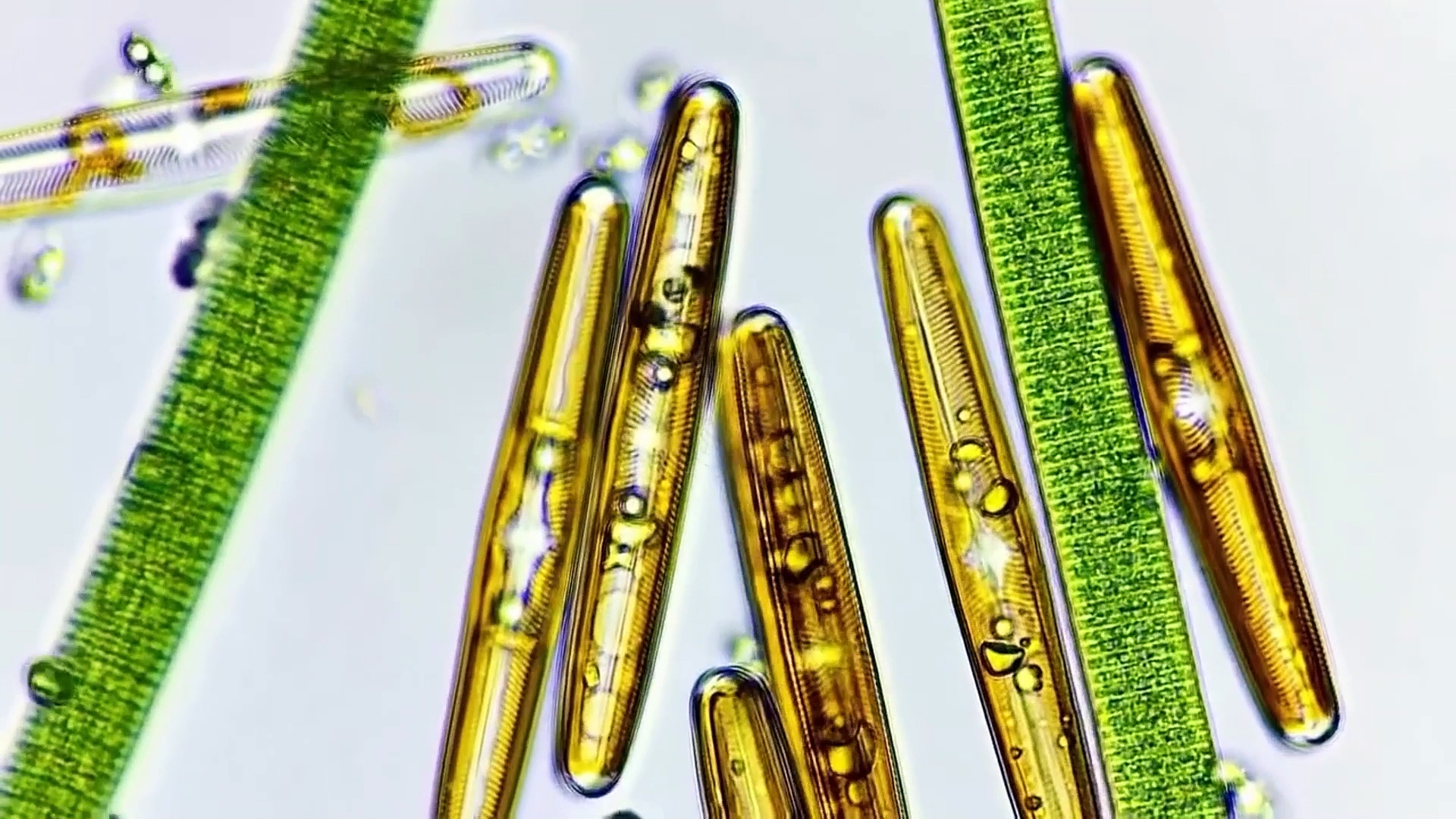 Dunia Magis Phytoplankton