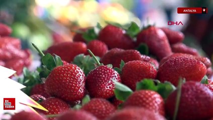 Antalya'da çileğin adedi 15, kilosu 400 lira