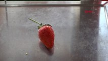 Çilek yemek hayal oldu tanesi 15 TL'den satılıyor
