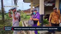 Petugas Vaksinasi Massal Hewan Ternak, Cegah PMK