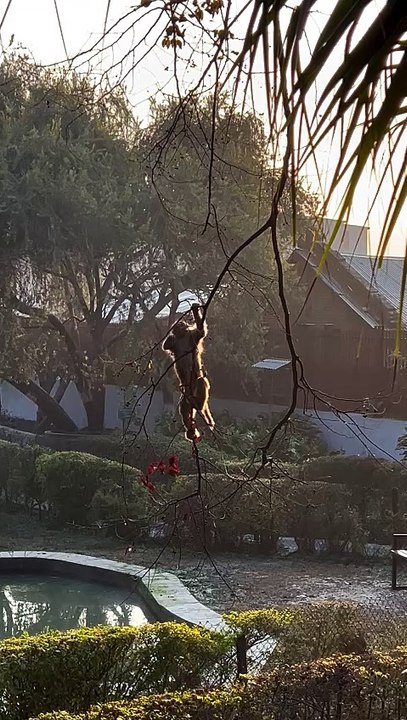 MonkeyFun