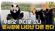 '덜덜' 떨던 푸바오, 돌연 '비공개'...中판다기지 커지는 의혹 [지금이뉴스]  / YTN