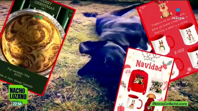 Rescatan mascotas y las ayudan a tener un hogar digno; este es el trabajo de Fundación Toby