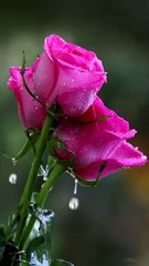 Pink Rose Flower