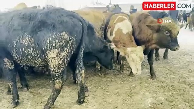 Ağrı Hayvan Pazarında Dondurucu Soğuklar Zorluyor