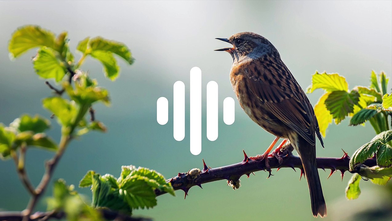MORNING BIRDS | FOREST SOUND EFFECTS |HIGHQUALITY | RELAXATION | MIND AND BODY |
