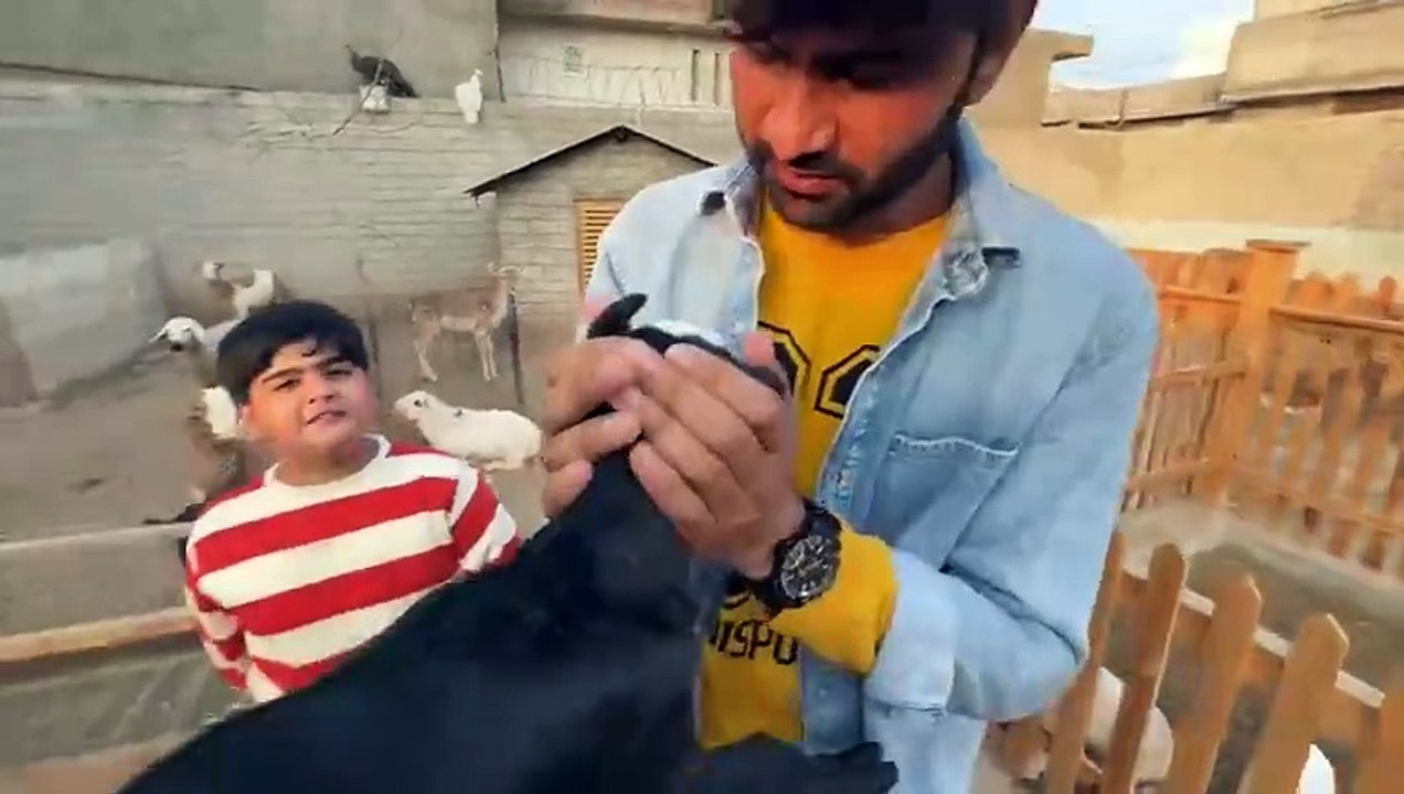 shehar mein dehat animal mini zoo ep 121 2025 Mini Zoo Se New Dogs Htao Wahab Bhiya Ny Bhi Bol dya Aj