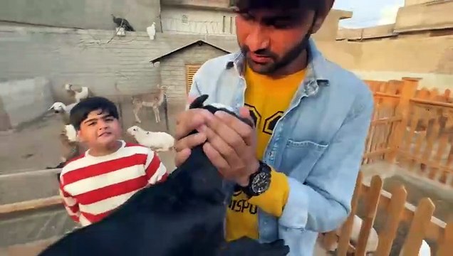shehar mein dehat animal mini zoo ep 121 2025 Mini Zoo Se New Dogs Htao Wahab Bhiya Ny Bhi Bol dya Aj