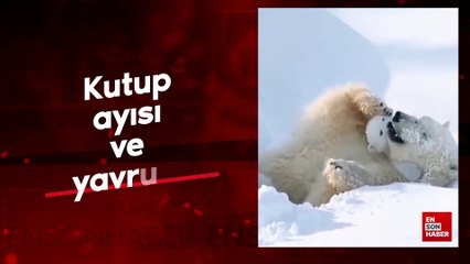 Kutup ayısı ve yavrusu