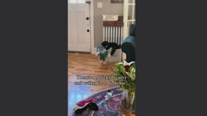 Oye a su perro haciendo ruidos extraños y cuando lo encuentra no puede creer lo que ven sus ojos