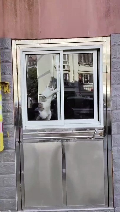 You Won't Believe What Happens When This Cat Opens the Window!"