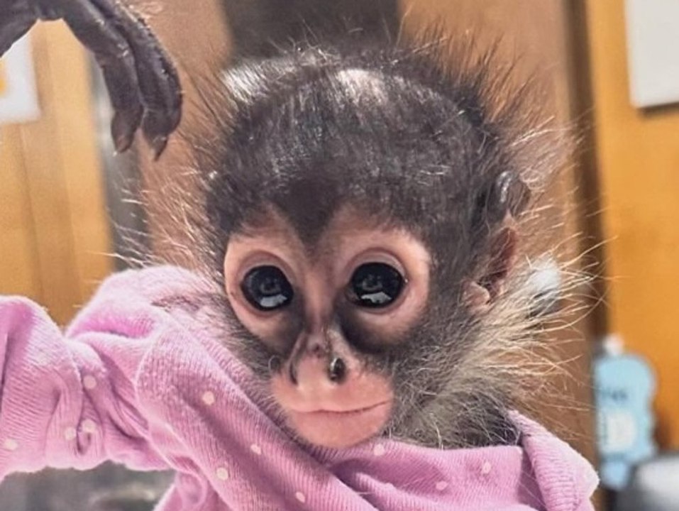 Polizei findet Affenbaby in Strampler bei Verkehrskontrolle