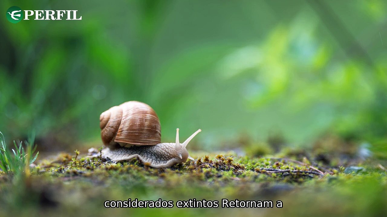 "Descobertas surpreendentes: caracóis 'extintos', detalhes interestelares e Atlântida inglesa reveladas no Mar do Norte"
