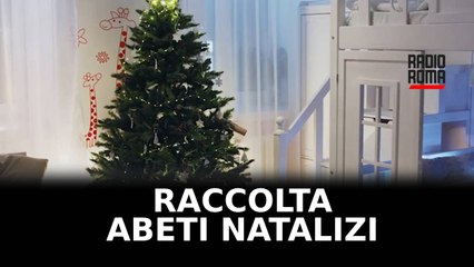 Alberi di Natale, raccolta per riciclare gli abeti