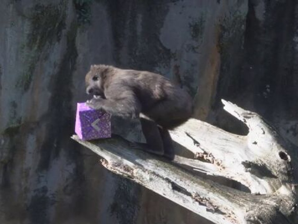 Los animales del Bioparc de Valencia reciben entusiasmados los regalos de los Reyes Magos