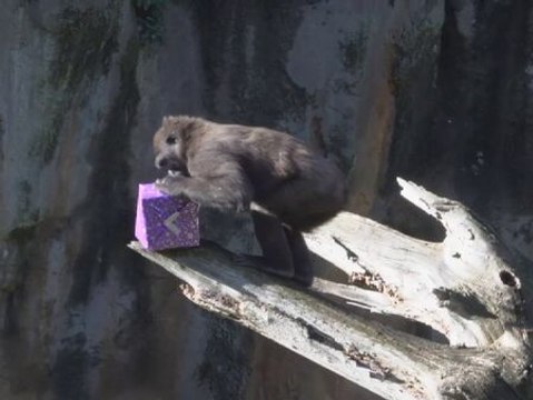Los animales del Bioparc de Valencia reciben entusiasmados los regalos de los Reyes Magos