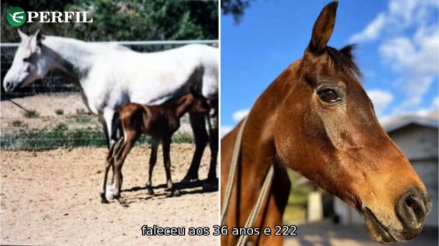 Segredos revelados: Égua centenária, mistério vulcânico e filme de guerra da Netflix