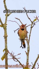 Sounds of birds and animals