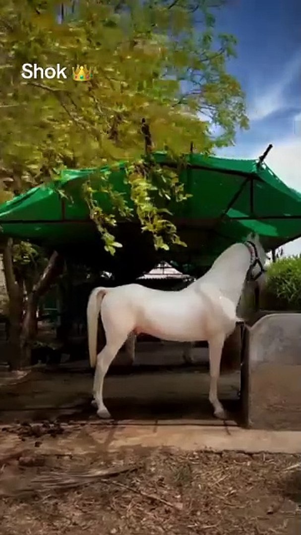 ⁣Horse🐎🐎 lovers