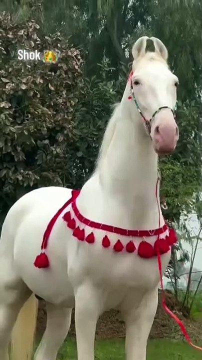 Horse🐎🐎 lovers