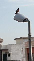 THE BEAUTY OF NATURE  .....                   STYLE & ACTIVE HEALTHY LIFE . BIRD LOVERS CAN ENJOY THE SOUND & RHYTHM.