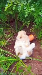 Cute bunny eating carrot