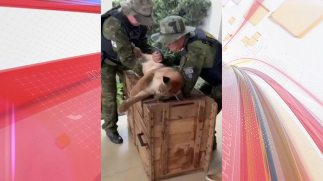 Onça parda invade condomínio residencial no PR e assusta moradores