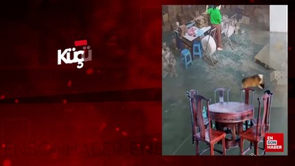 Küçük köpeğin intikamını alan kedi