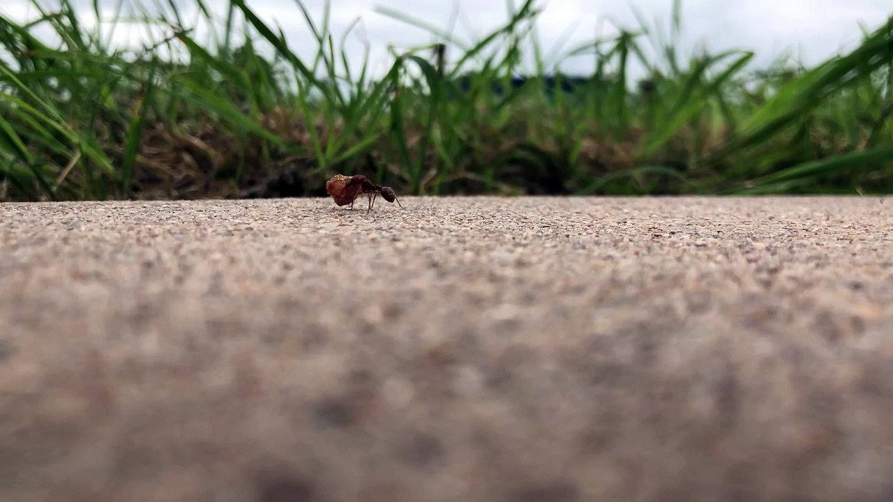 Ant craft😂
