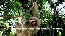 Incredible Sloth Facts, Why These Slow Movers Are So Fascinating!