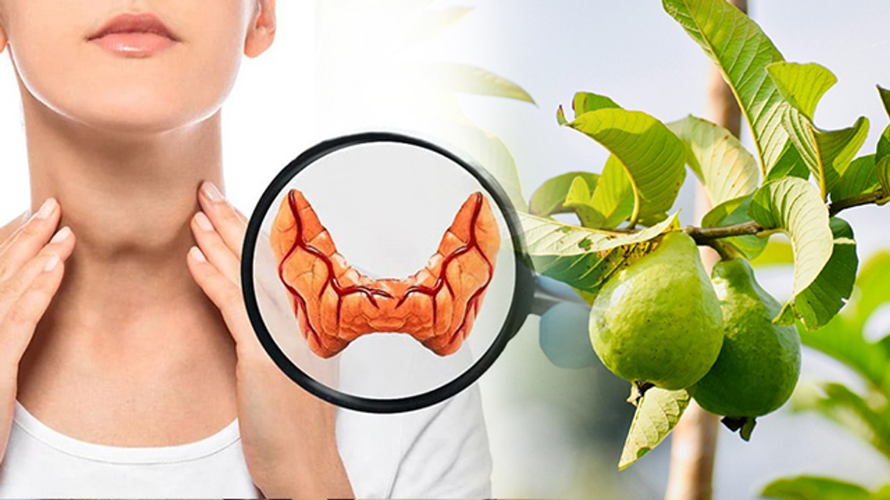 Kacha Amrood Khane Ke Fayde: कच्चा अमरूद खाने के फायदे, किन लोगों को खाना चाहिए| Benefits In Hindi