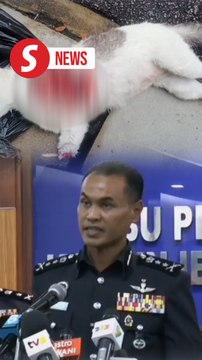 No signs of abuse in death of four cats at UM, say cops