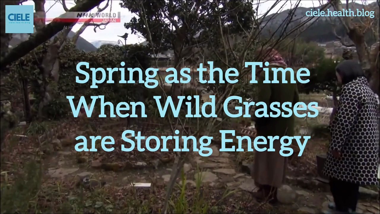 Spring as the Time When Wild Grasses are Storing Energy_Full-HD_60fps